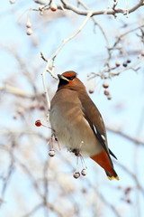 Waxwing on branches