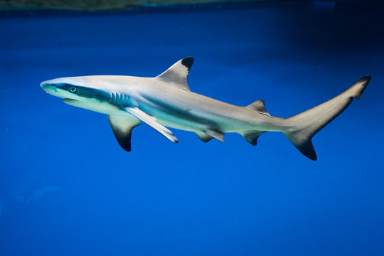 Carcharhinus melanopterus -  blacktip reef shark
