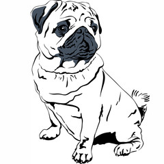 Vector sketch dog Pug breed hand drawing vector
