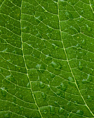 green leaf