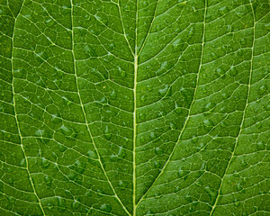 Green leaf