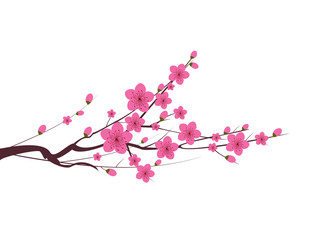 Japanese plum blossom