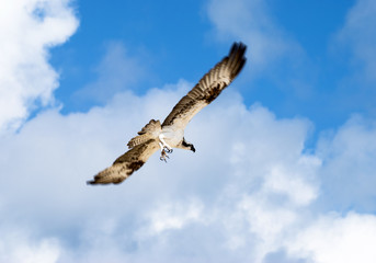Eagle's Attack