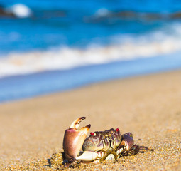 Cute Animal Seafood Posing