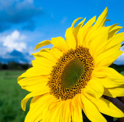 Naklejka premium In a Field Big Plant