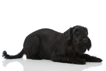 Riesenschnauzer
