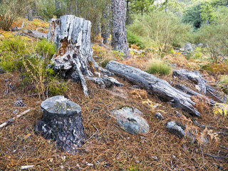 Troncos de pinos en la Garganta de la Graja. Sierra de Gredos.