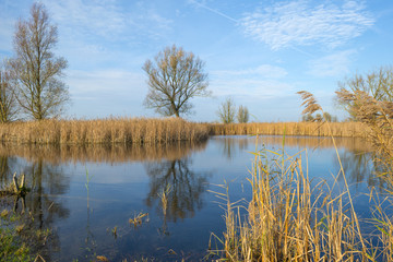 The shore of a lake with reed in autumn