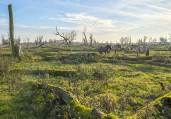 Herd of konik horses in nature at fall © Naj
