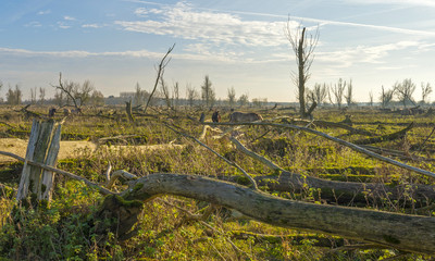 Herd of konik horses in nature at fall © Naj