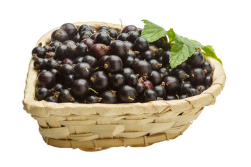 Black currant