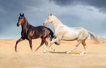 Group of two horse run on desert against beautiful sky