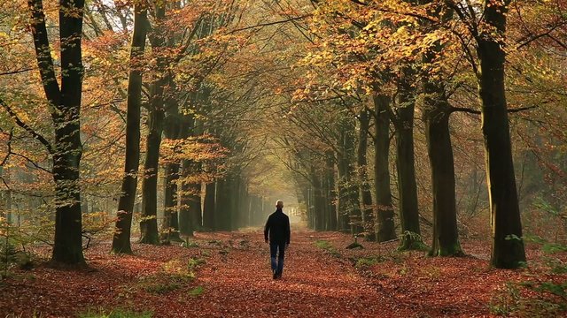 Man walking in a lane of trees on an autumn day.