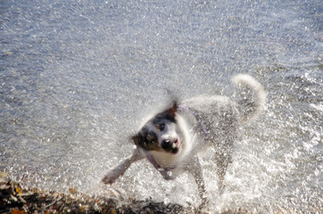 dog in action to shake the water off after a bath-play