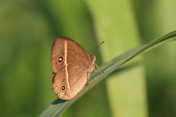 Obraz premium Riukiuana Chinese Bushbrown (Mycalesis madjicosa) in Japan