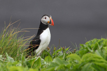 Bird Puffin