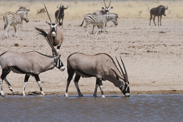 Naklejka na ściany i meble Oryxantilope trinkend am Sonderkop-Wasserloch, Etoscha, Namibia