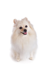 Obraz premium white pomeranian dog