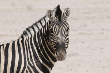 Fototapeta na wymiar Zebra, Portrait, Sonderkop-Wasserloch, Etoscha, Namibia, Afrika