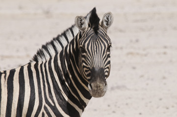 Zebra, Portrait, Sonderkop-Wasserloch, Etoscha, Namibia, Afrika