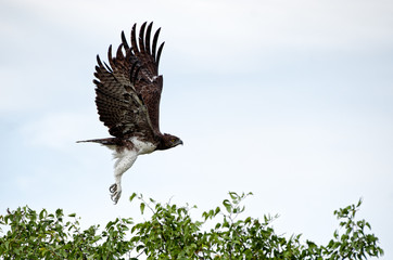 aquila