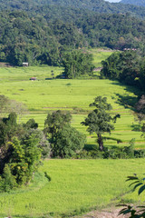 Fototapeta na wymiar green terrace rice fields of agriculture cultivation