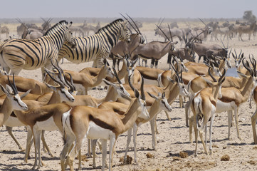 Springbockherde am Sonderkop-Wasserloch, Etoscha, Namibia