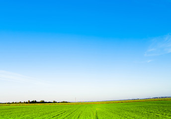 Obraz premium Grass Outdoor Field