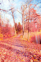 Trees of Yellow Woods Landscape