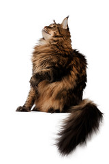 sitting  maine coon cat side view isolated on white