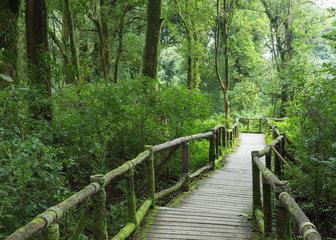 Wood of pavement in green jungle