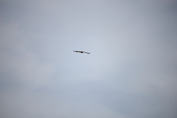 silueta de pájaro volando