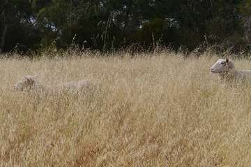 Naklejka na ściany i meble Sheep hidden in the yellow flowering grass in Australia