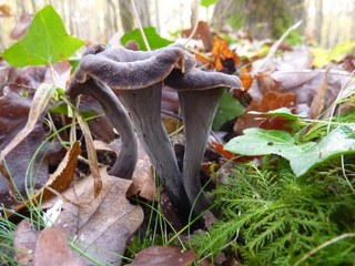 Trompette de la mort Champignon