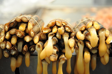 Schwertmuscheln