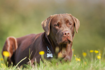 Brown labrador