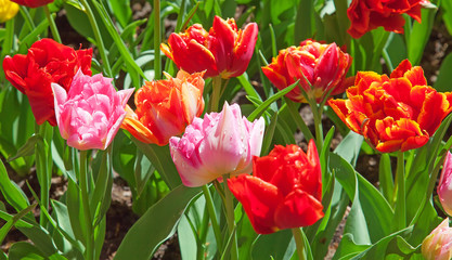 Tulips