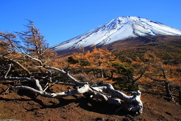 富士山と枯木