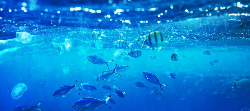 Fototapeta Fish underwater
