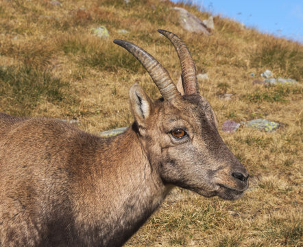 Stambecco delle Alpi (Capra ibex) - Primo piano
