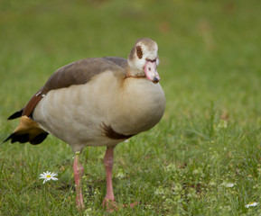 Egyptian Goose