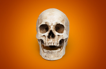 one human skull