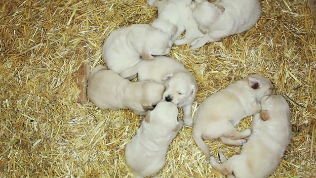 Puppy