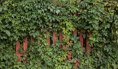 leaves of grapes and wooden fence