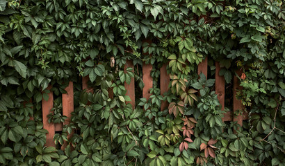 leaves of grapes and wooden fence