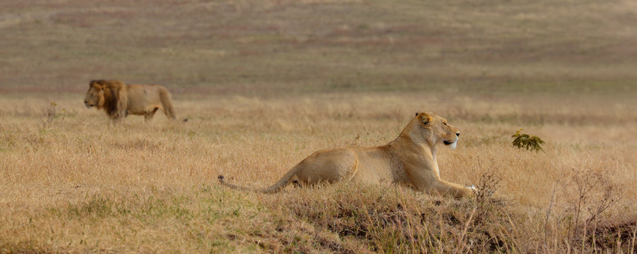 Walking lion and lying lioness