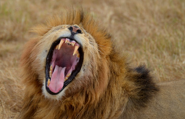 Obraz na płótnie Canvas Roaring Lion