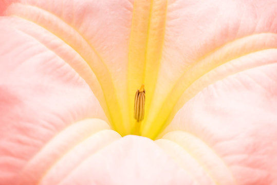 Pink Flower Close Up