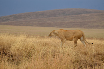 Lonely lioness 2