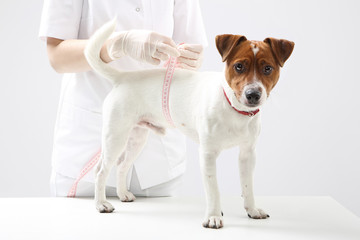 Młody pies Jack Russell Terrier u lekarz weterynarii